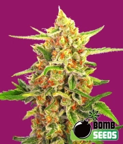 Cherry Bomb cannabis plants in bloom, grown from Regular seeds – ideal for home cultivation from Bomb Seeds