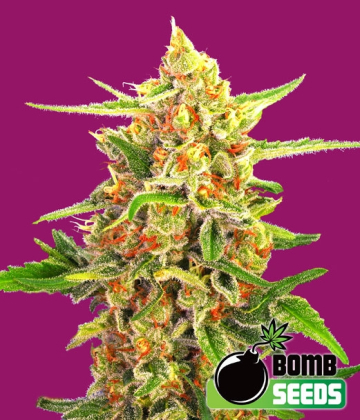 Cherry Bomb cannabis plants in bloom, grown from Regular seeds – ideal for home cultivation from Bomb Seeds