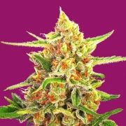 Cherry Bomb cannabis plants in bloom, grown from Feminized seeds – ideal for home cultivation from Bomb Seeds