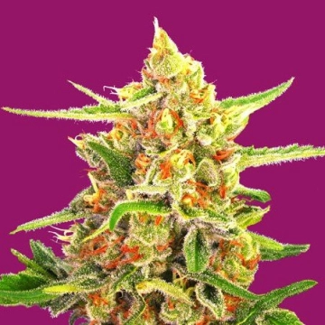 Cherry Bomb cannabis plants in bloom, grown from Feminized seeds – ideal for home cultivation from Bomb Seeds