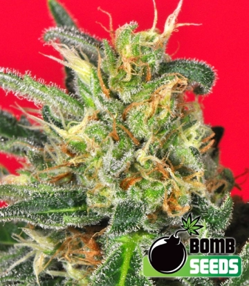 Cluster Bomb cannabis plants in bloom, grown from Regular seeds – ideal for home cultivation from Bomb Seeds
