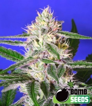 Edam Bomb cannabis plants in bloom, grown from Feminized seeds – ideal for home cultivation from Bomb Seeds