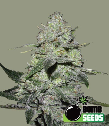 Gorilla Bomb cannabis plants in bloom, grown from Feminised seeds – ideal for home cultivation from Bomb Seeds