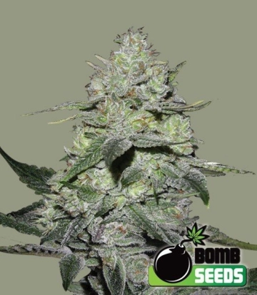 Gorilla Bomb cannabis plants in bloom, grown from Feminized seeds – ideal for home cultivation from Bomb Seeds