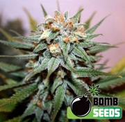 Hash Bomb cannabis plants in bloom, grown from Regular seeds – ideal for home cultivation from Bomb Seeds