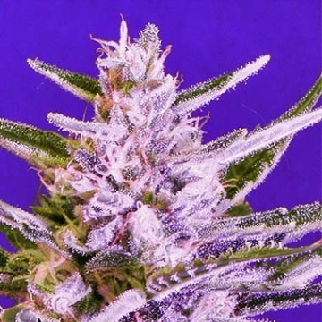 Ice Bomb cannabis plants in bloom, grown from Regular seeds – ideal for home cultivation from Bomb Seeds