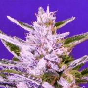 Ice Bomb cannabis plants in bloom, grown from Feminized seeds – ideal for home cultivation from Bomb Seeds