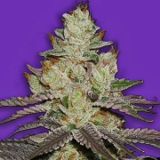 Killer Purps cannabis plants in bloom, grown from Feminized seeds – ideal for home cultivation from Bomb Seeds