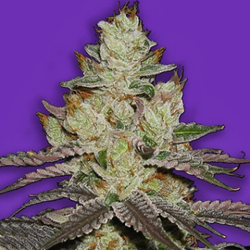 Killer Purps cannabis plants in bloom, grown from Feminised seeds – ideal for home cultivation from Bomb Seeds