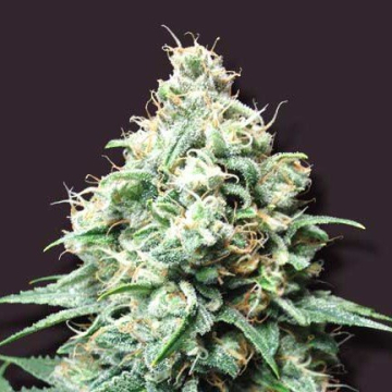 Kush Bomb cannabis plants in bloom, grown from Feminised seeds – ideal for home cultivation from Bomb Seeds