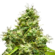 Medi Bomb #1 cannabis plants in bloom, grown from Feminized seeds – ideal for home cultivation from Bomb Seeds
