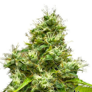 Medi Bomb #1 cannabis plants in bloom, grown from Feminised seeds – ideal for home cultivation from Bomb Seeds