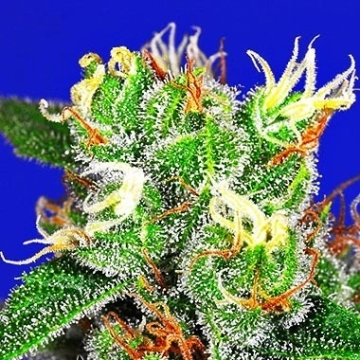 Medi Bomb #2 cannabis plants in bloom, grown from Feminized seeds – ideal for home cultivation from Bomb Seeds