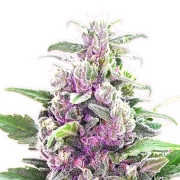 THC Bomb cannabis plants in bloom, grown from Regular seeds – ideal for home cultivation from Bomb Seeds