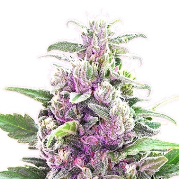 THC Bomb Auto cannabis plants in bloom, grown from Automatic seeds – ideal for home cultivation from Bomb Seeds