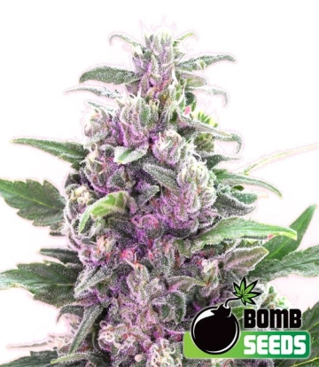 THC Bomb cannabis plants in bloom, grown from Feminized seeds – ideal for home cultivation from Bomb Seeds