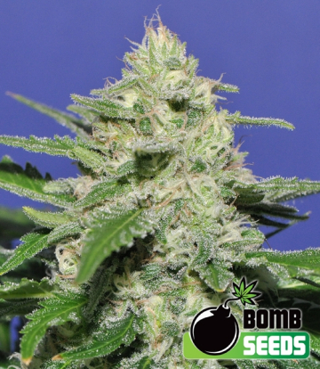 Widow Bomb cannabis plants in bloom, grown from Regular seeds – ideal for home cultivation from Bomb Seeds