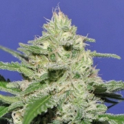 Widow Bomb cannabis plants in bloom, grown from Feminized seeds – ideal for home cultivation from Bomb Seeds