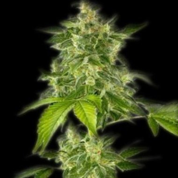 Autoflower Haze cannabis plants in bloom, grown from Automatic seeds – ideal for home cultivation from Bulldog Seeds