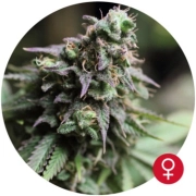 Blue Dream cannabis plants in bloom, grown from Feminized seeds – ideal for home cultivation from Bulldog Seeds