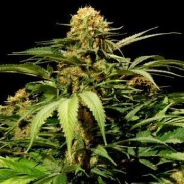 Bullshark cannabis plants in bloom, grown from Feminized seeds – ideal for home cultivation from Bulldog Seeds