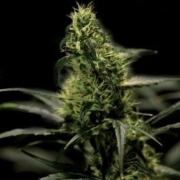 Energy Haze cannabis plants in bloom, grown from Feminized seeds – ideal for home cultivation from Bulldog Seeds