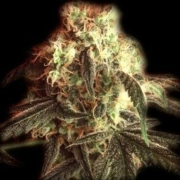 Fast Ryder I cannabis plants in bloom, grown from Automatic seeds – ideal for home cultivation from Bulldog Seeds