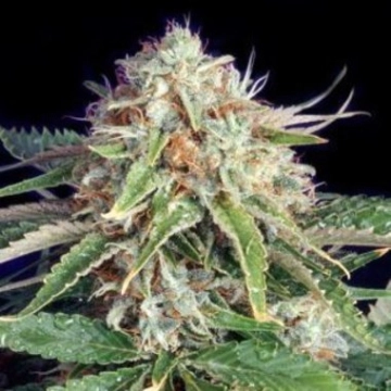 Fast Ryder II cannabis plants in bloom, grown from Automatic seeds – ideal for home cultivation from Bulldog Seeds