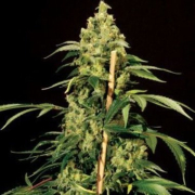 Jack Herer cannabis plants in bloom, grown from Feminised seeds – ideal for home cultivation from Bulldog Seeds