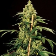 Jack Herer cannabis plants in bloom, grown from Feminized seeds – ideal for home cultivation from Bulldog Seeds