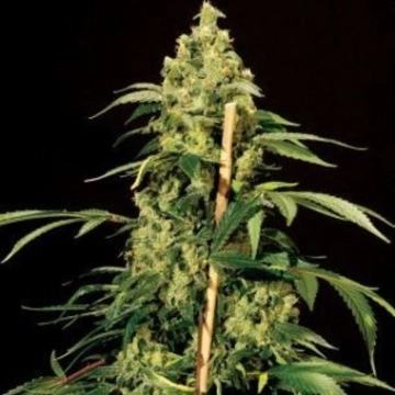 Jack Herer cannabis plants in bloom, grown from Feminized seeds – ideal for home cultivation from Bulldog Seeds