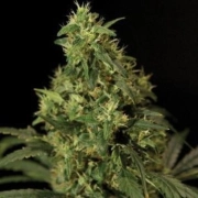 Northern Light cannabis plants in bloom, grown from Feminized seeds – ideal for home cultivation from Bulldog Seeds