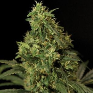 Northern Light cannabis plants in bloom, grown from Feminised seeds – ideal for home cultivation from Bulldog Seeds
