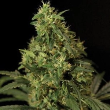 Northern Light cannabis plants in bloom, grown from Feminized seeds – ideal for home cultivation from Bulldog Seeds
