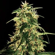 Silver Star Haze cannabis plants in bloom, grown from Feminized seeds – ideal for home cultivation from Bulldog Seeds