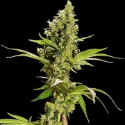 Sour Diesel cannabis plants in bloom, grown from Feminized seeds – ideal for home cultivation from Bulldog Seeds