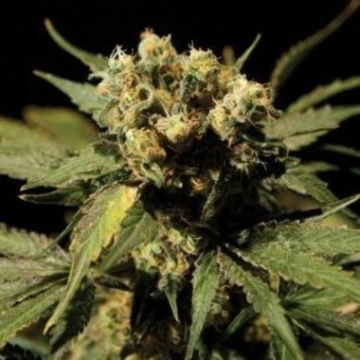 White Widow cannabis plants in bloom, grown from Feminized seeds – ideal for home cultivation from Bulldog Seeds