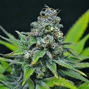 CBD Critical Mass cannabis plants in bloom, grown from Feminized seeds – ideal for home cultivation from CBD Crew
