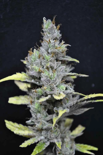 CBD Medi Haze cannabis plants in bloom, grown from Feminized seeds – ideal for home cultivation from CBD Crew