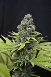 CBD Shark cannabis plants in bloom, grown from Feminized seeds – ideal for home cultivation from CBD Crew