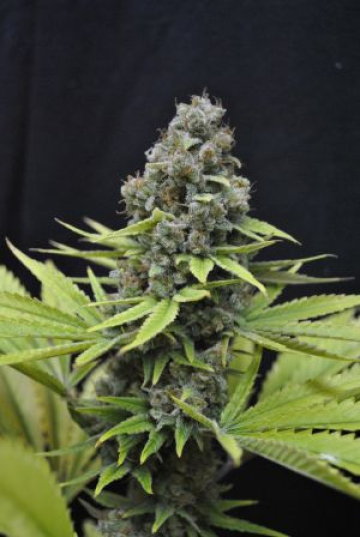 CBD Shark cannabis plants in bloom, grown from Feminised seeds – ideal for home cultivation from CBD Crew
