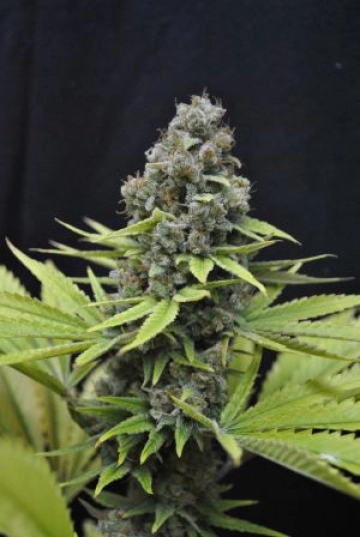 CBD Shark cannabis plants in bloom, grown from Feminized seeds – ideal for home cultivation from CBD Crew