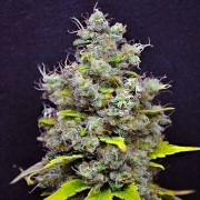 CBD Skunk Haze cannabis plants in bloom, grown from Feminized seeds – ideal for home cultivation from CBD Crew