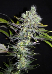 Sweet 'n Sour Widow CBD cannabis plants in bloom, grown from Regular seeds – ideal for home cultivation from CBD Crew