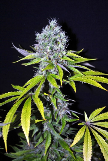 Yummy CBD cannabis plants in bloom, grown from Feminized seeds – ideal for home cultivation from CBD Crew