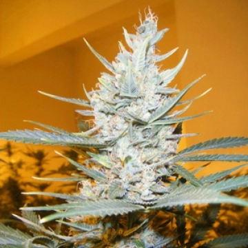 Amphetamine Auto cannabis plants in bloom, grown from Automatic seeds – ideal for home cultivation from Cream of the Crop