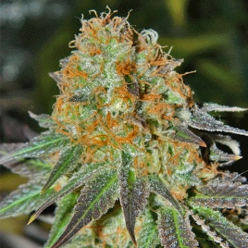 Cash Crop Auto cannabis plants in bloom, grown from Automatic seeds – ideal for home cultivation from Cream of the Crop