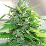 Cream Cheese cannabis plants in bloom, grown from Feminized seeds – ideal for home cultivation from Cream of the Crop