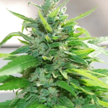 Cream Cheese cannabis plants in bloom, grown from Feminized seeds – ideal for home cultivation from Cream of the Crop