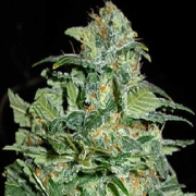 Crop Circle Auto cannabis plants in bloom, grown from Automatic seeds – ideal for home cultivation from Cream of the Crop